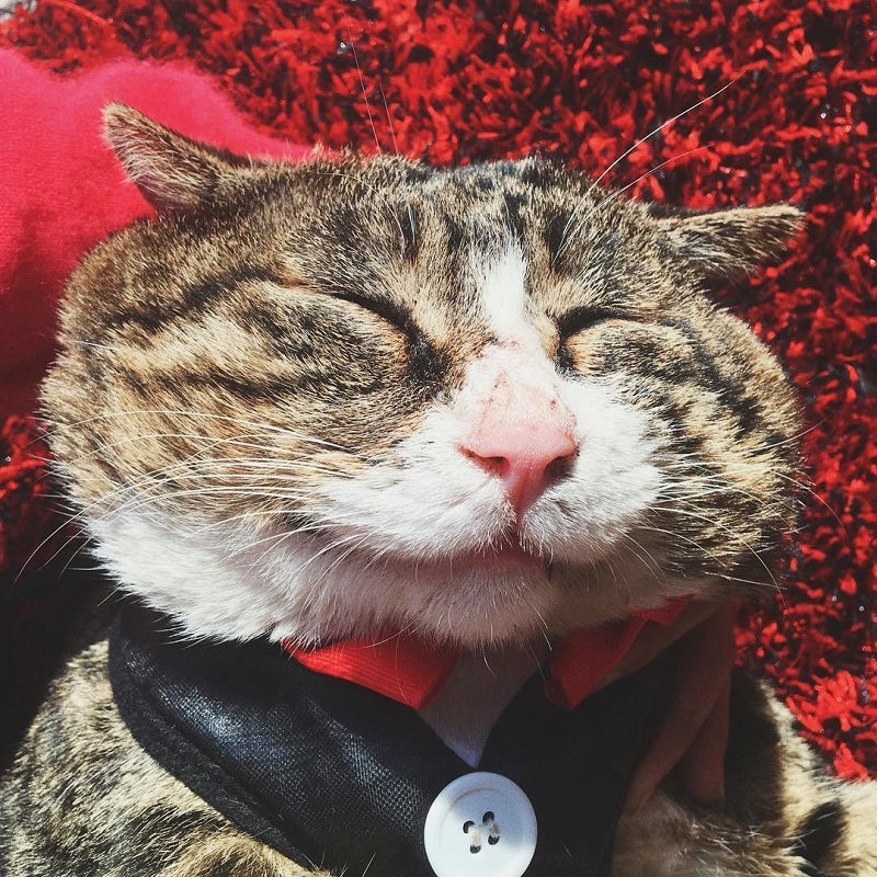 Most people perceive cats as being neutral, graceful animals with little to no expressions at all, but they clearly haven’t met Ah Fei -- a cat that is winning the hearts of many netizens for his expressive and dramatic reactions to random things.