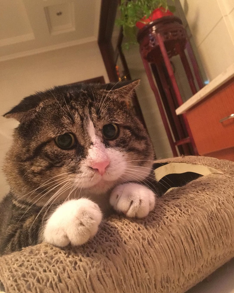 Most people perceive cats as being neutral, graceful animals with little to no expressions at all, but they clearly haven’t met Ah Fei -- a cat that is winning the hearts of many netizens for his expressive and dramatic reactions to random things.