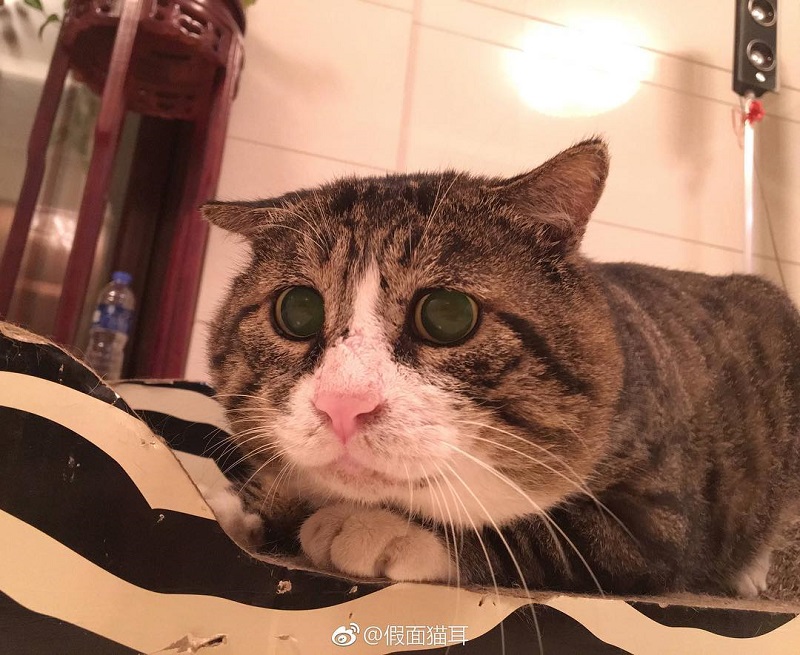 Most people perceive cats as being neutral, graceful animals with little to no expressions at all, but they clearly haven’t met Ah Fei -- a cat that is winning the hearts of many netizens for his expressive and dramatic reactions to random things.