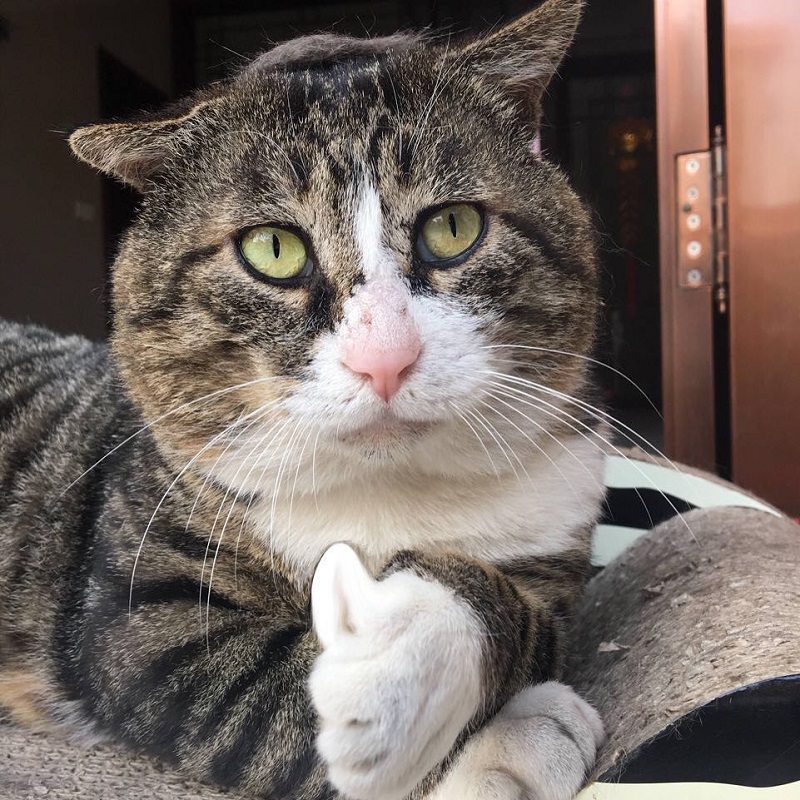 Most people perceive cats as being neutral, graceful animals with little to no expressions at all, but they clearly haven’t met Ah Fei -- a cat that is winning the hearts of many netizens for his expressive and dramatic reactions to random things.