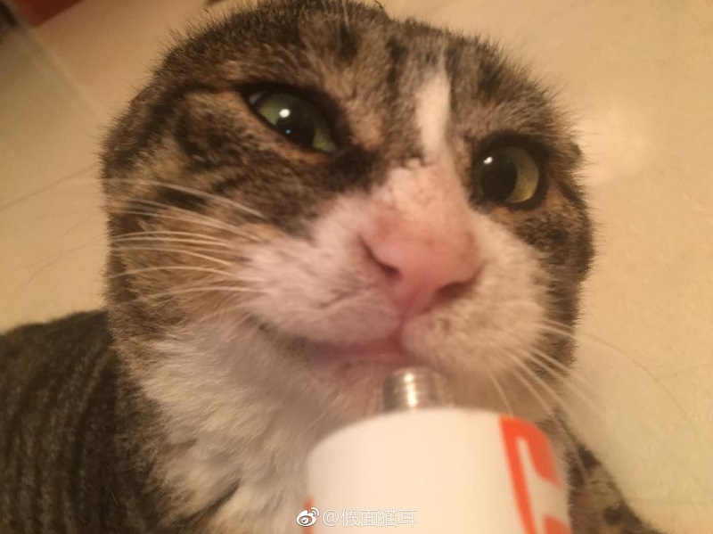 Most people perceive cats as being neutral, graceful animals with little to no expressions at all, but they clearly haven’t met Ah Fei -- a cat that is winning the hearts of many netizens for his expressive and dramatic reactions to random things.
