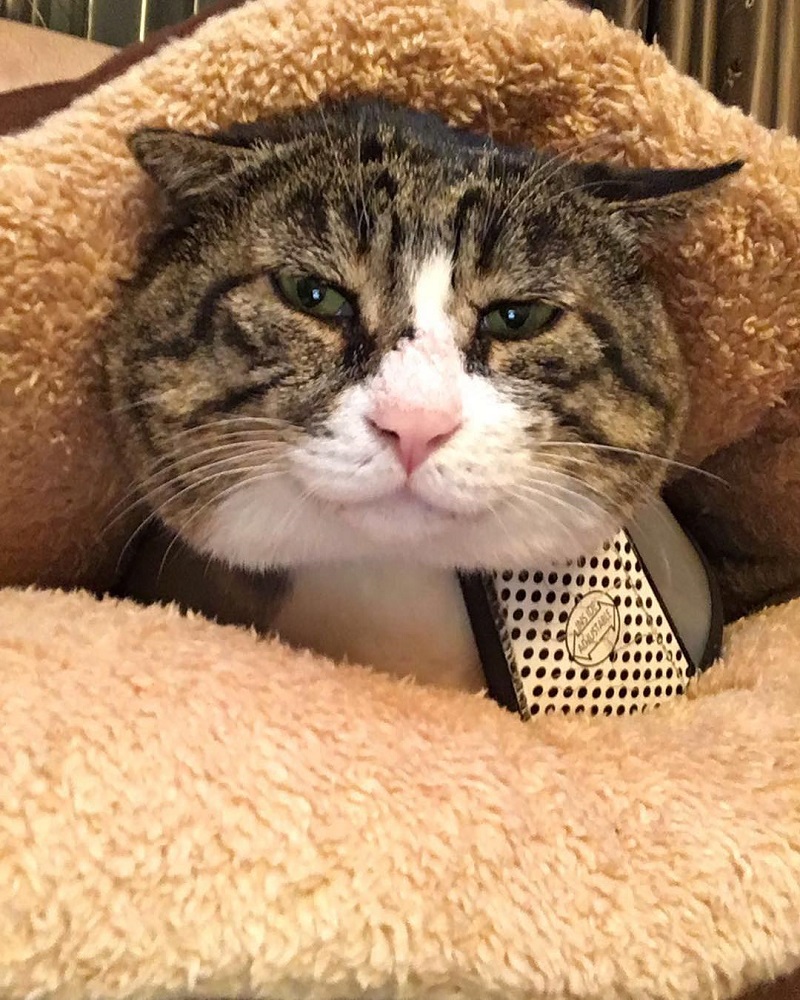 Most people perceive cats as being neutral, graceful animals with little to no expressions at all, but they clearly haven’t met Ah Fei -- a cat that is winning the hearts of many netizens for his expressive and dramatic reactions to random things.