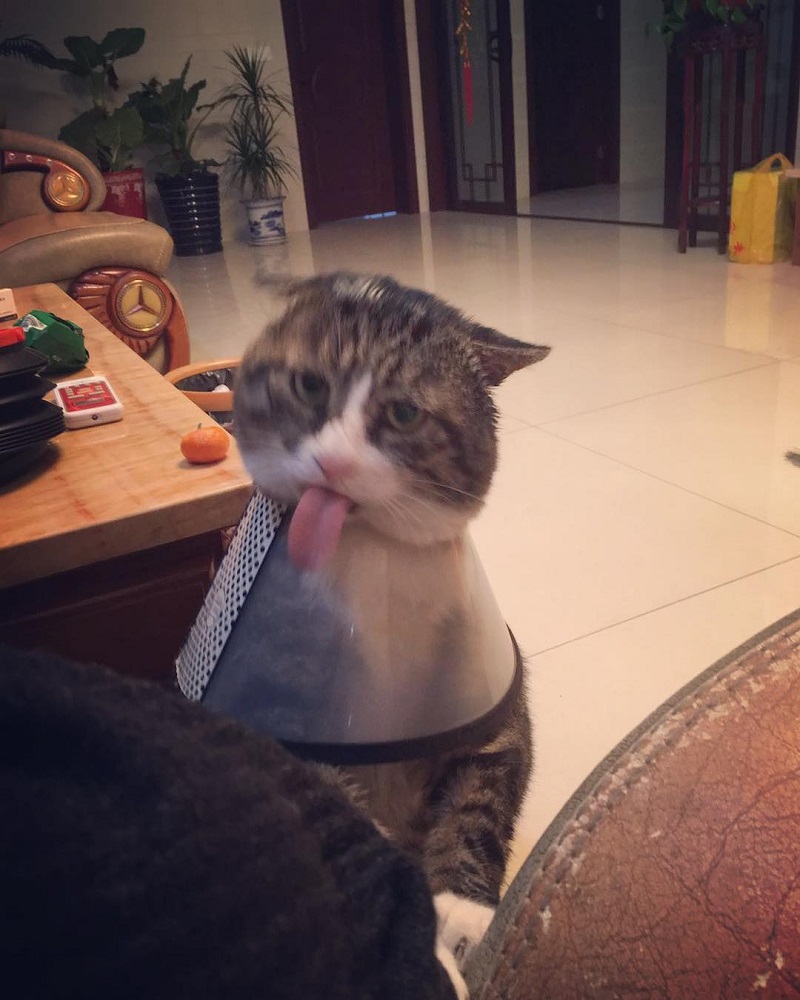 Most people perceive cats as being neutral, graceful animals with little to no expressions at all, but they clearly haven’t met Ah Fei -- a cat that is winning the hearts of many netizens for his expressive and dramatic reactions to random things.