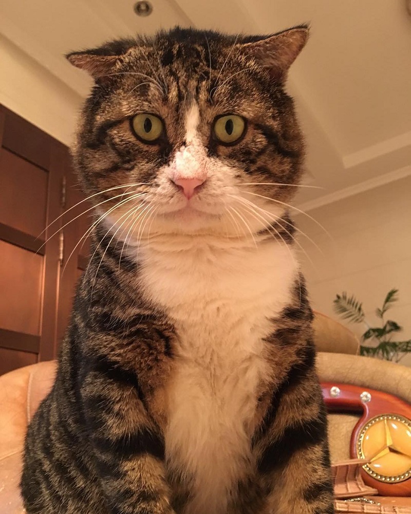 Most people perceive cats as being neutral, graceful animals with little to no expressions at all, but they clearly haven’t met Ah Fei -- a cat that is winning the hearts of many netizens for his expressive and dramatic reactions to random things.