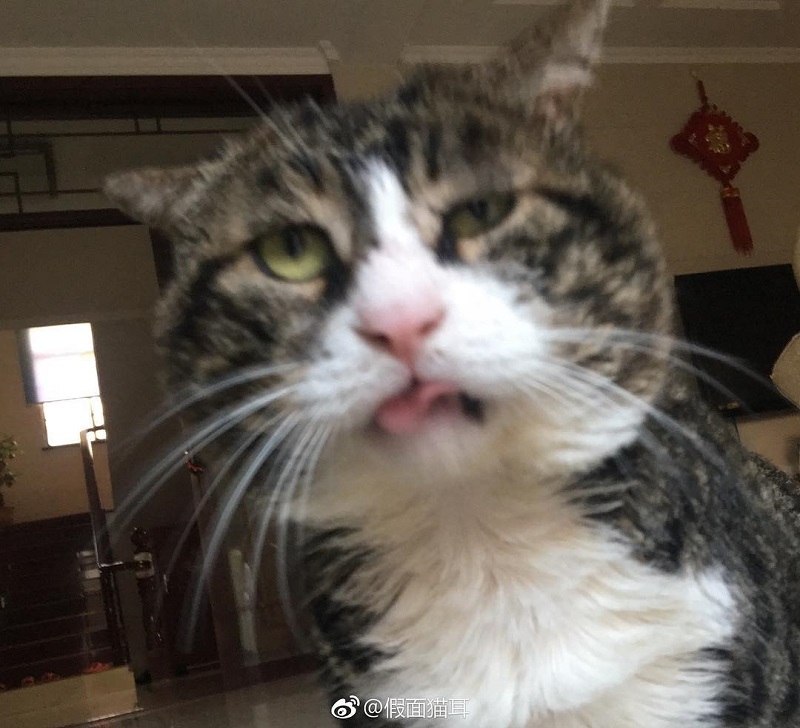 Most people perceive cats as being neutral, graceful animals with little to no expressions at all, but they clearly haven’t met Ah Fei -- a cat that is winning the hearts of many netizens for his expressive and dramatic reactions to random things.