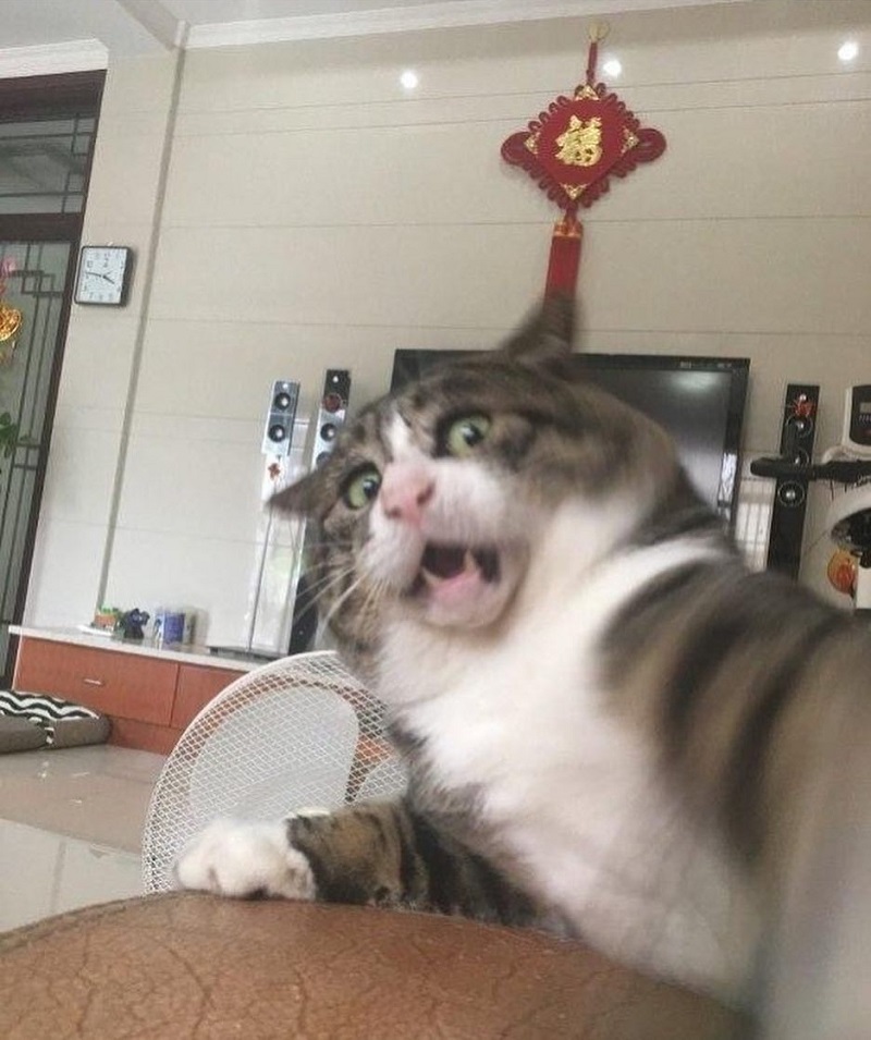 Most people perceive cats as being neutral, graceful animals with little to no expressions at all, but they clearly haven’t met Ah Fei -- a cat that is winning the hearts of many netizens for his expressive and dramatic reactions to random things.