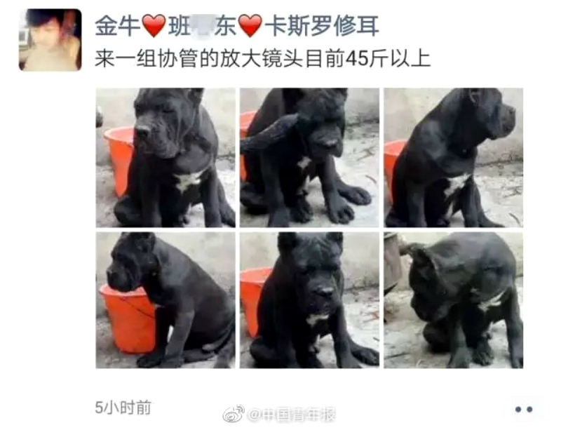 Police detained a man in eastern China for using public occupations to name his pet dogs.