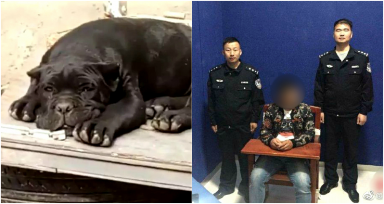 Chinese Man Arrested for 10 Days After Naming Dog ‘City Management Official’