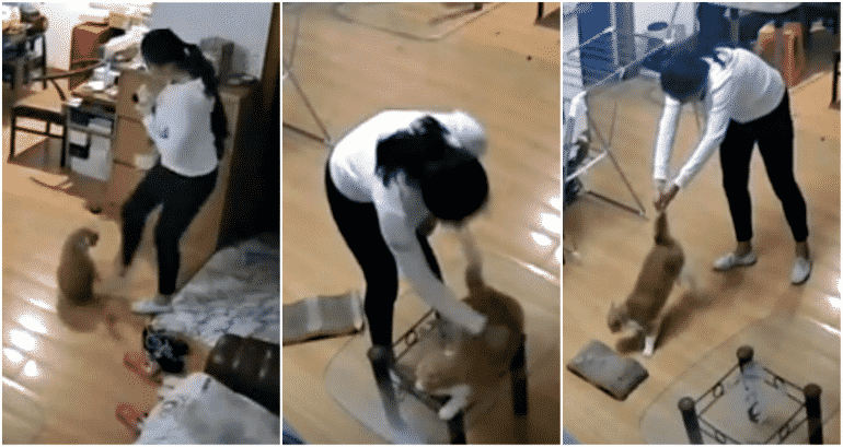 Woman Forced to Watch Her Roommate Beat and Kick Her Cat for Over an Hour on Live Security Footage