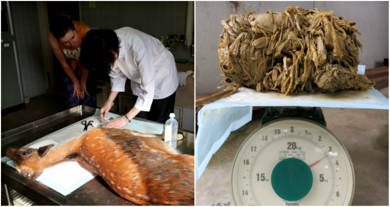 Deer at Japan’s Nara Park Dies With Almost 9 Pounds of Plastic in Its Stomach