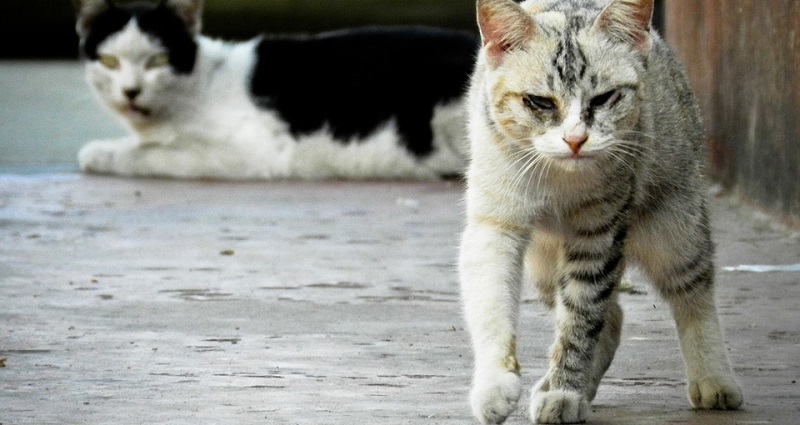 cats
