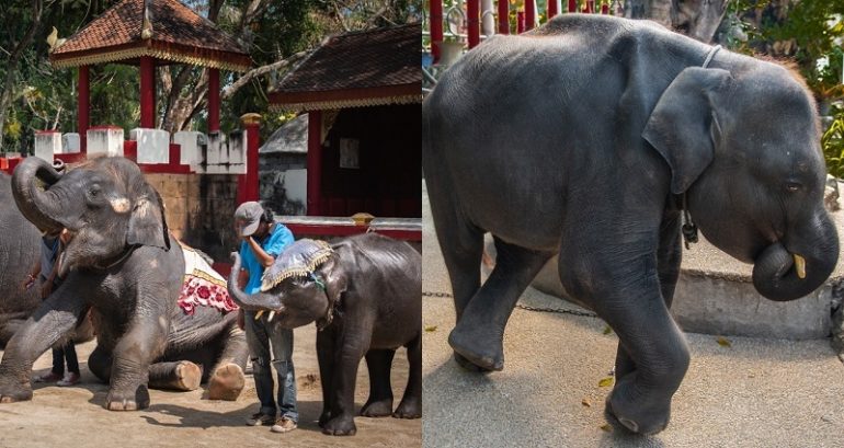 Baby Elephant ‘Dumbo’ The Internet Tried to Save Dies From Broken Leg in Thailand