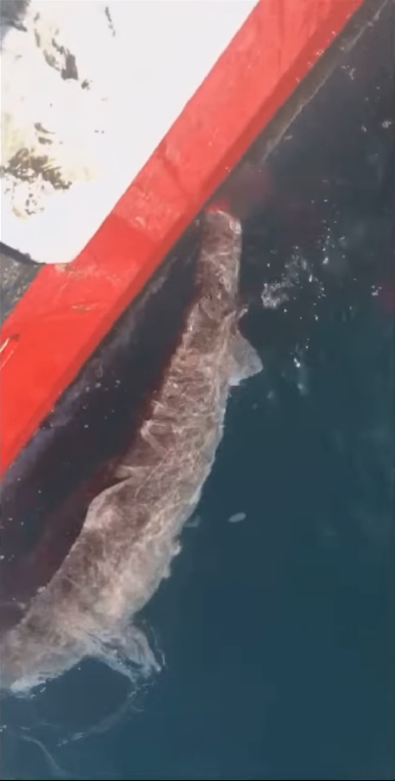 Jason Momoa Sends Brutal Message to Fisherman Who Cut Off Shark’s Tail(02)