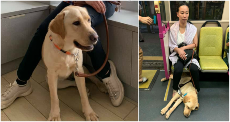 Blind Woman With Guide Dog Harassed Trying to Get on Bus, Driver Steps in to Find Her a Seat