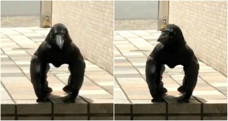 ‘Gorilla Crow’ from Japan is Freaking TF Out of People