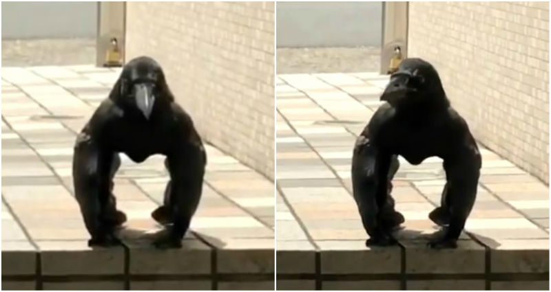 ‘Gorilla Crow’ from Japan is Freaking TF Out of People