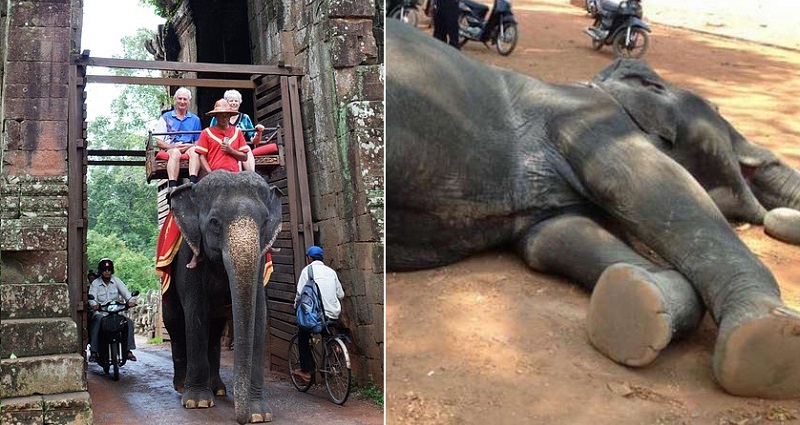 Cambodia Will Ban Elephant Rides at Angkor Wat in 2020 After 2 Die From Exhaustion