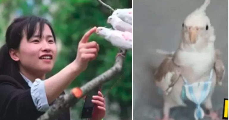 Woman Earns $4,000 a Month Making Bird Diapers After Quitting Nursing Job