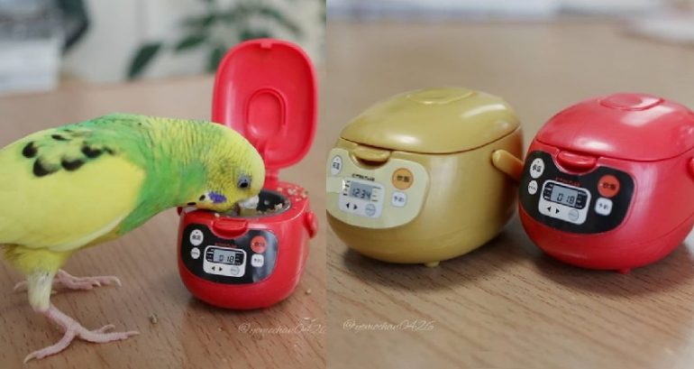 Tiny Rice Cooker Collectibles Are Perfect for Rice Enthusiasts