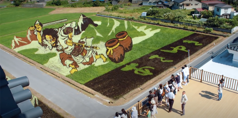 rice field