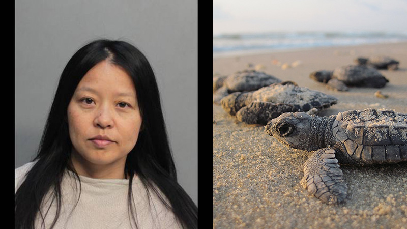 turtle nest