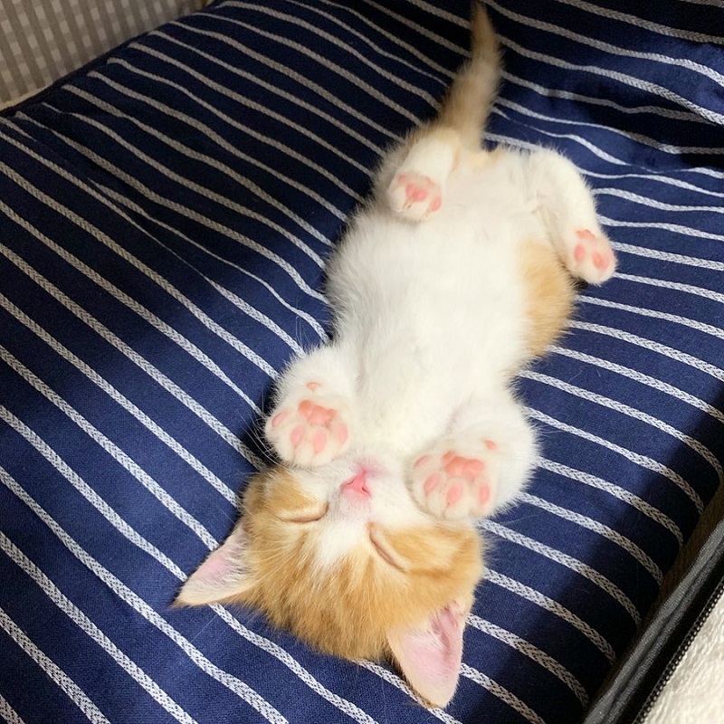 Netizens all over the world are unable to contain themselves after seeing the adorable orange and white calico munchkin kitten named Chata on Instagram.