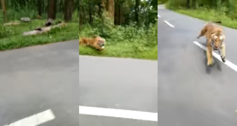 tiger