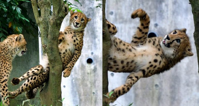 Japanese Zoo Captures the Perfect Moment a Cheetah Gets Stuck in a Tree