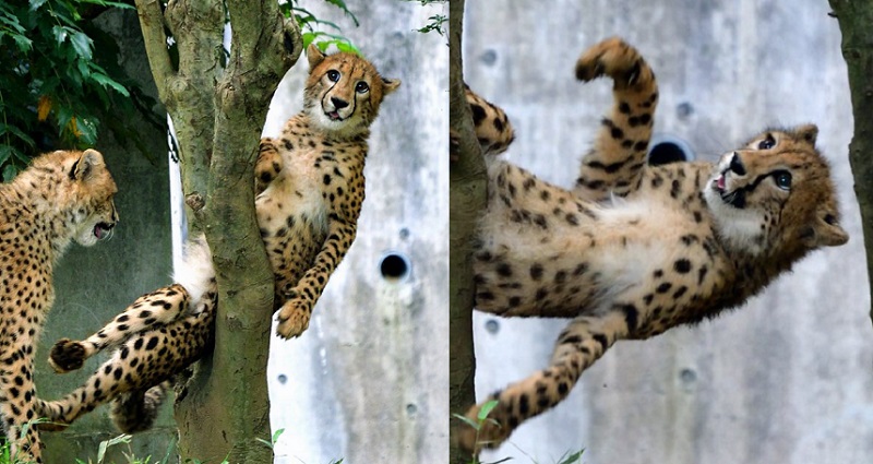Japanese Zoo Captures the Perfect Moment a Cheetah Gets Stuck in a Tree