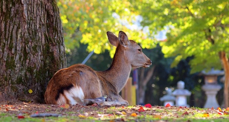 9 of 14 Nara Park Deer Have Died from Eating Plastic