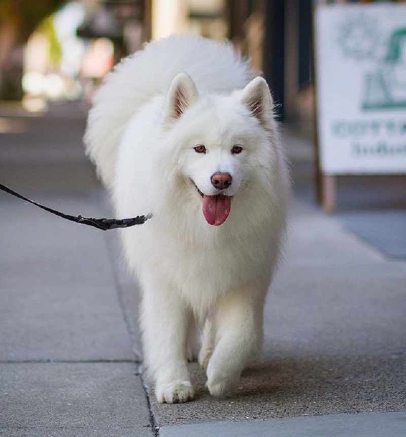 Meet Coconut Rice Bear, a four-year-old Samoyed who lives with her human Chuck Lai in San Francisco, California.