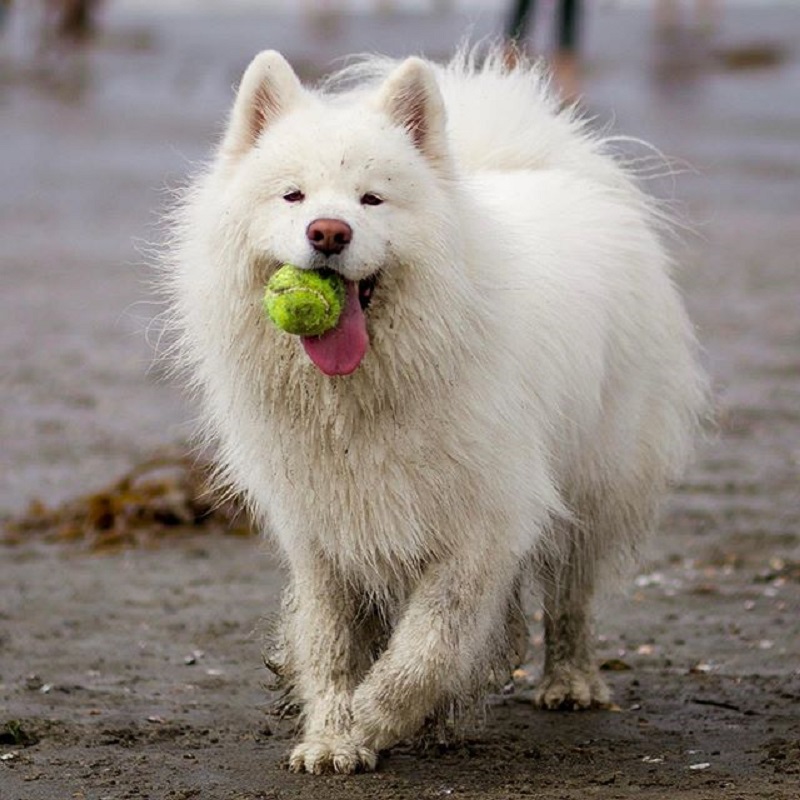 Meet Coconut Rice Bear, a four-year-old Samoyed who lives with her human Chuck Lai in San Francisco, California.