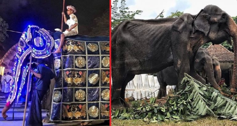 70-Year-Old Elephant Starved and Forced to Work Non-Stop in Sri Lanka
