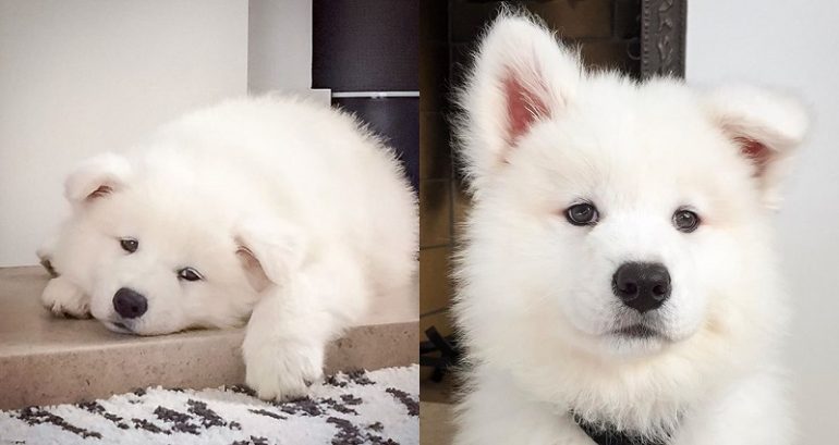 San Francisco Man’s Samoyed Set to Earn Over $80,000 a Year on Instagram