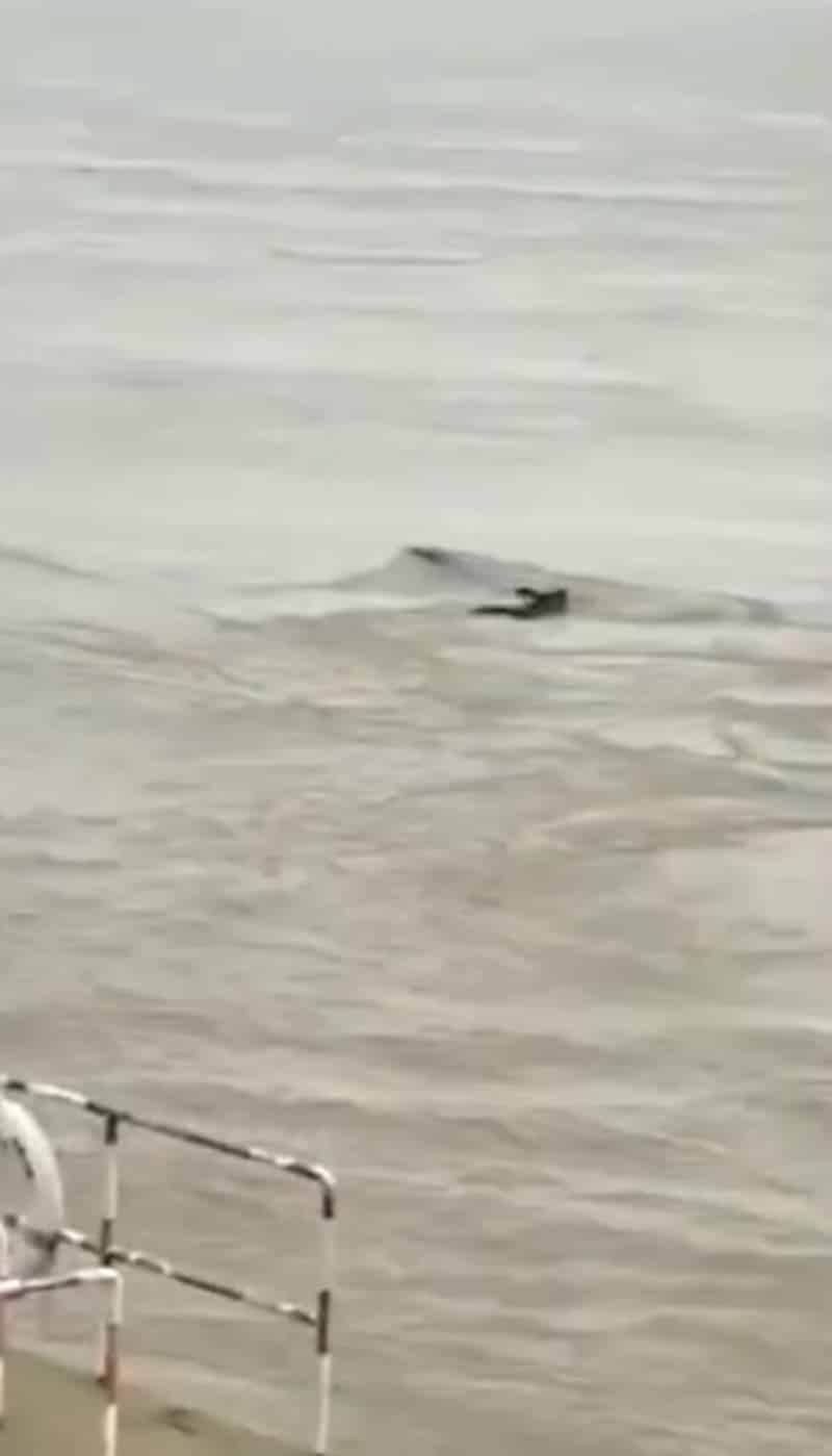 An unknown, serpent-like object slithering up the Yangtze River has social media users speculating that China may have spawned its very own Loch Ness Monster.
