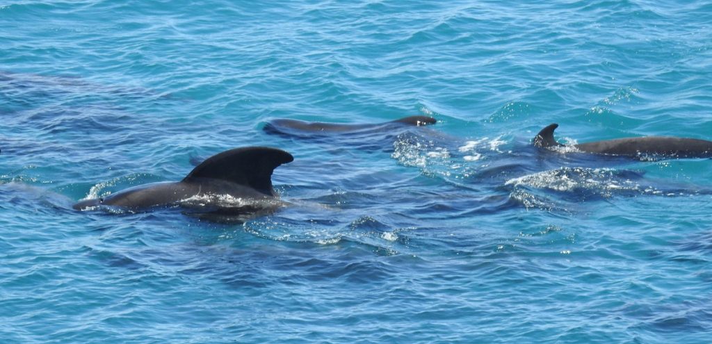 A video filmed in Taiji, Japan released by non-profit organization Dolphin Project has captured the heartbreaking and barbaric kick-off to the small Japanese village's dolphin hunting season.