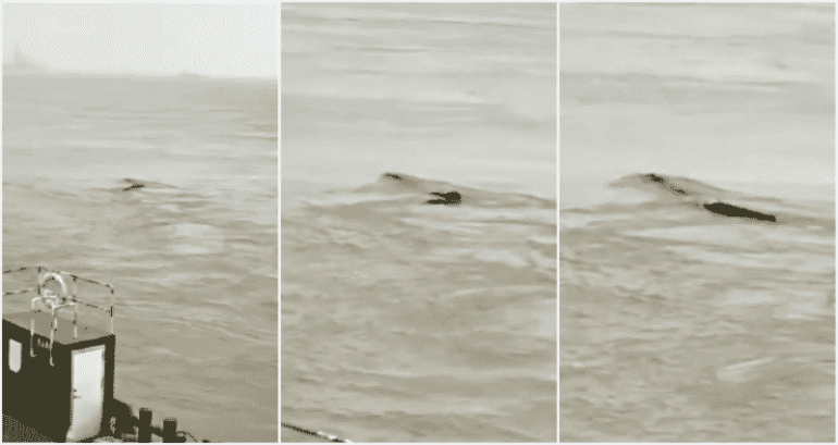 Serpent-Like ‘Monster’ in China’s Yangtze River Turns out to Be…