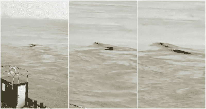Serpent-Like ‘Monster’ in China’s Yangtze River Turns out to Be…