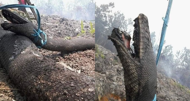 Giant 30-Foot Wild Snakes Die Trying to Escape Indonesia's Forest Fires | NextShark.coм
