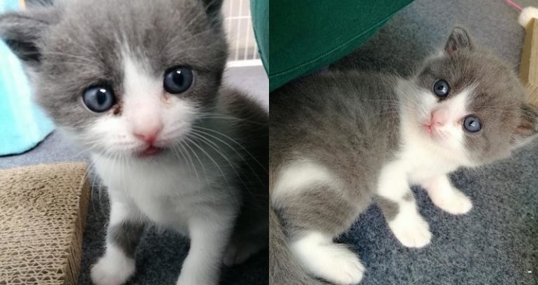 Man Digs Up Dead Cat, Pays $35,000 to Clone It
