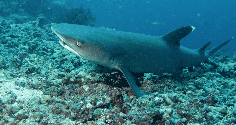 shark species