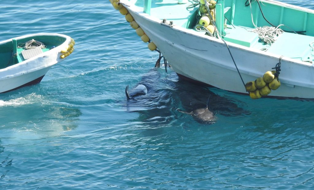 A video filmed in Taiji, Japan released by non-profit organization Dolphin Project has captured the heartbreaking and barbaric kick-off to the small Japanese village's dolphin hunting season.