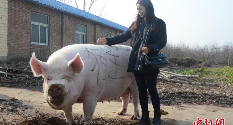 China is Now Breeding Giant 1,100-Pound Pigs Over Pork Shortage