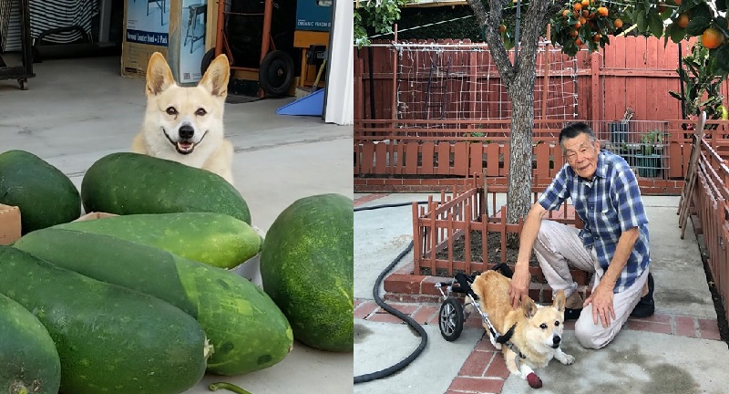 Images of an 89-year-old gong gong (grandpa) posing proudly with his winter melons and adorable corgi have won over thousands of hearts on social media.