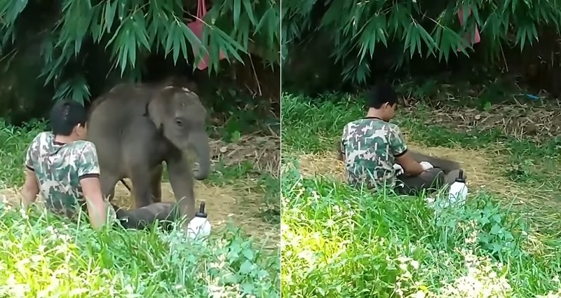 baby elephant