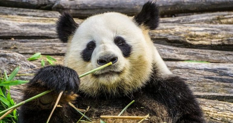 Celebrity Panda’s Death in Thailand Caused by Heart Failure