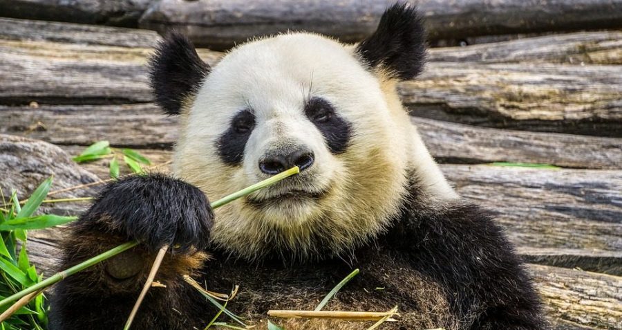 Celebrity Panda's Death in Thailand Caused by Heart Failure