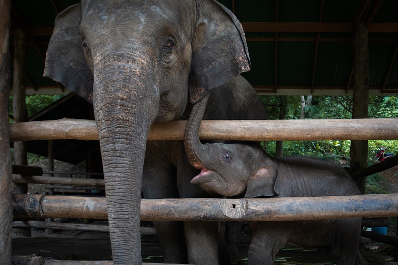 An elephant nursery is under fire for its practice of breeding baby elephants into captivity and forcing them to become money-making performers for the amusement of tourists.