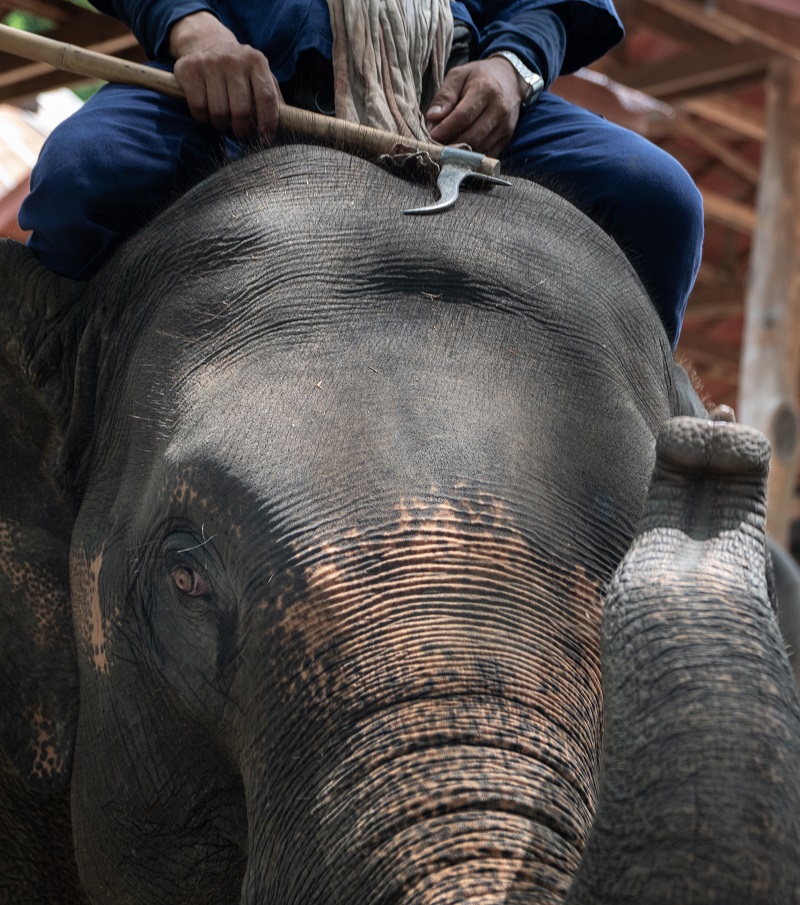 An elephant nursery is under fire for its practice of breeding baby elephants into captivity and forcing them to become money-making performers for the amusement of tourists.