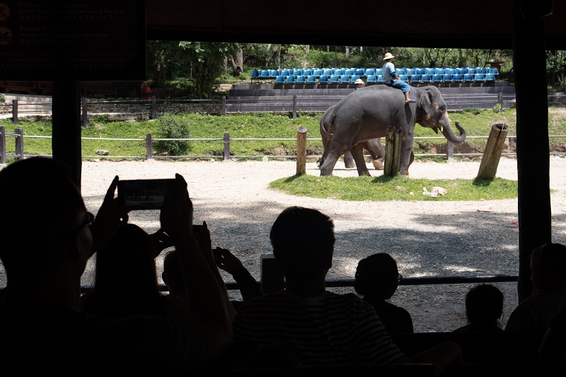 An elephant nursery is under fire for its practice of breeding baby elephants into captivity and forcing them to become money-making performers for the amusement of tourists.